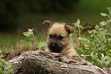 CAIRN TERRIER 389